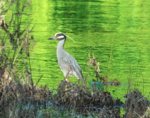 Yellow-crowned Night Heron - Daniel Mason