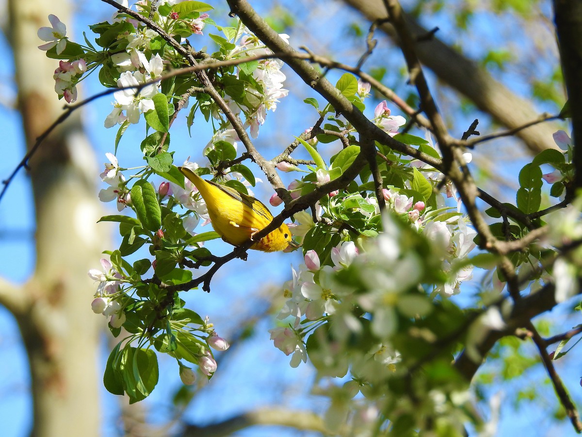 Yellow Warbler - ML156370471