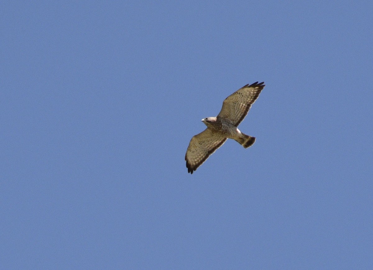 Broad-winged Hawk - ML156371541