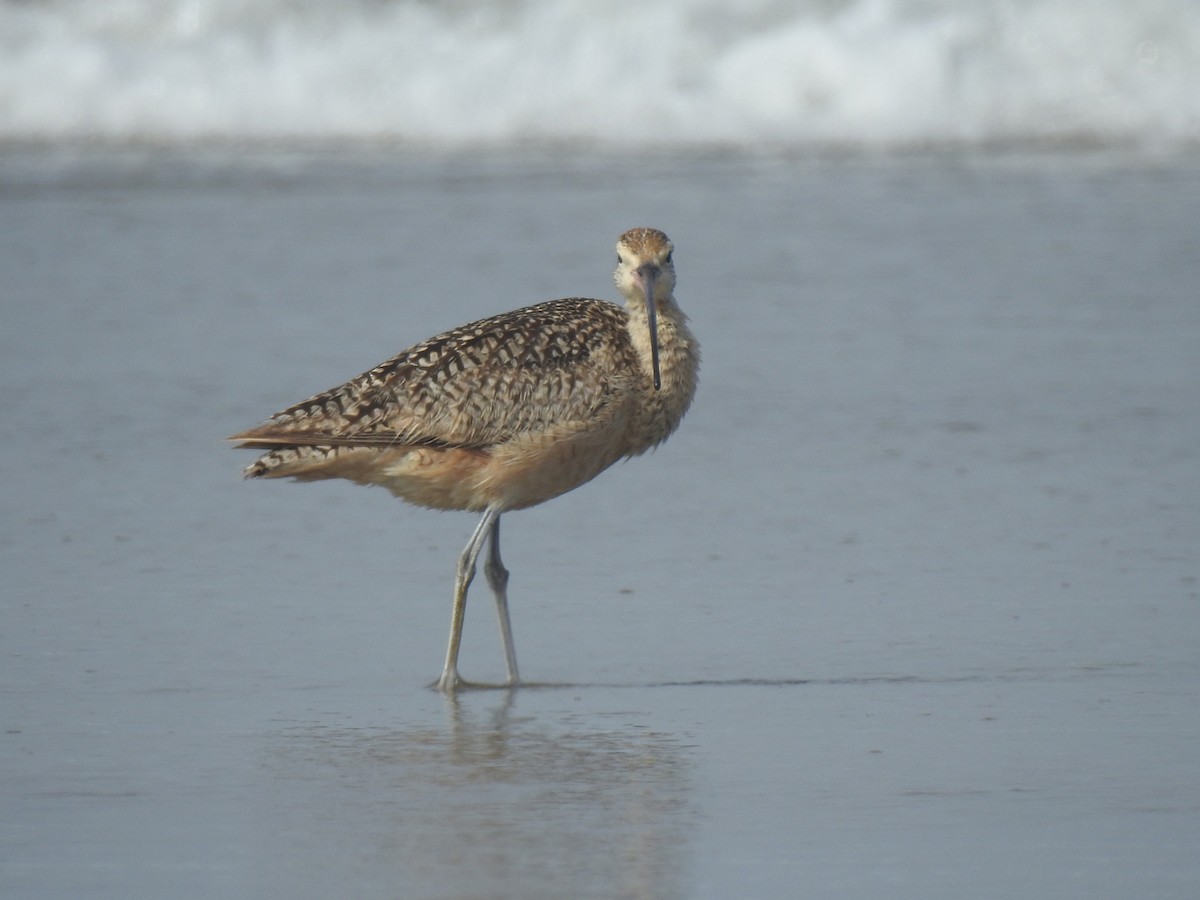 Long-billed Curlew - ML156372741