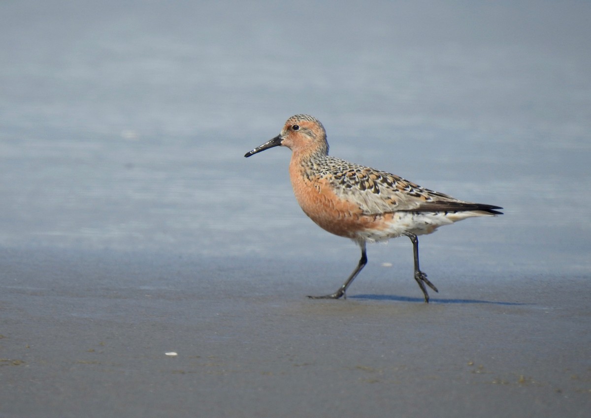 Red Knot - ML156373181