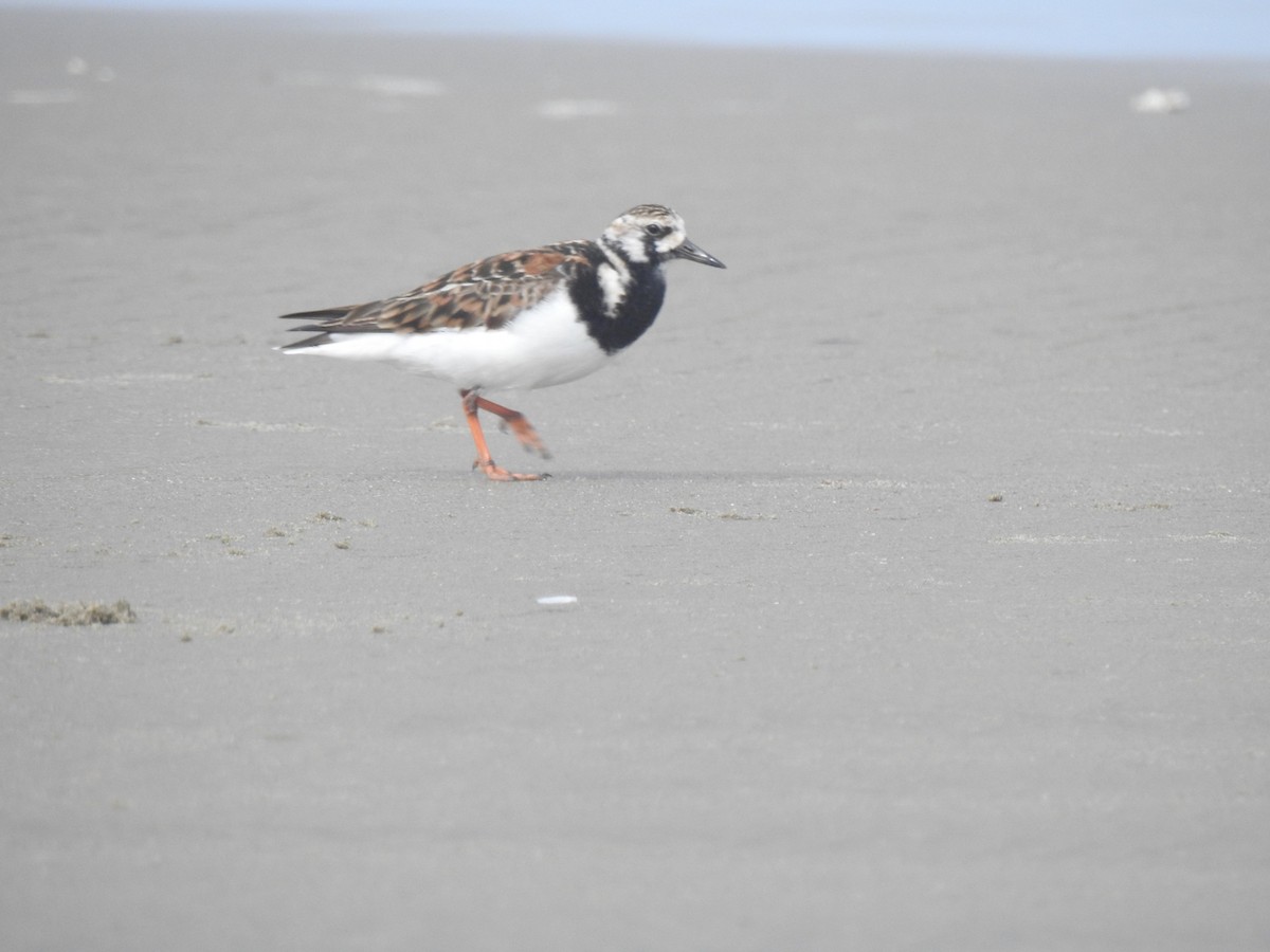 Ruddy Turnstone - ML156373431