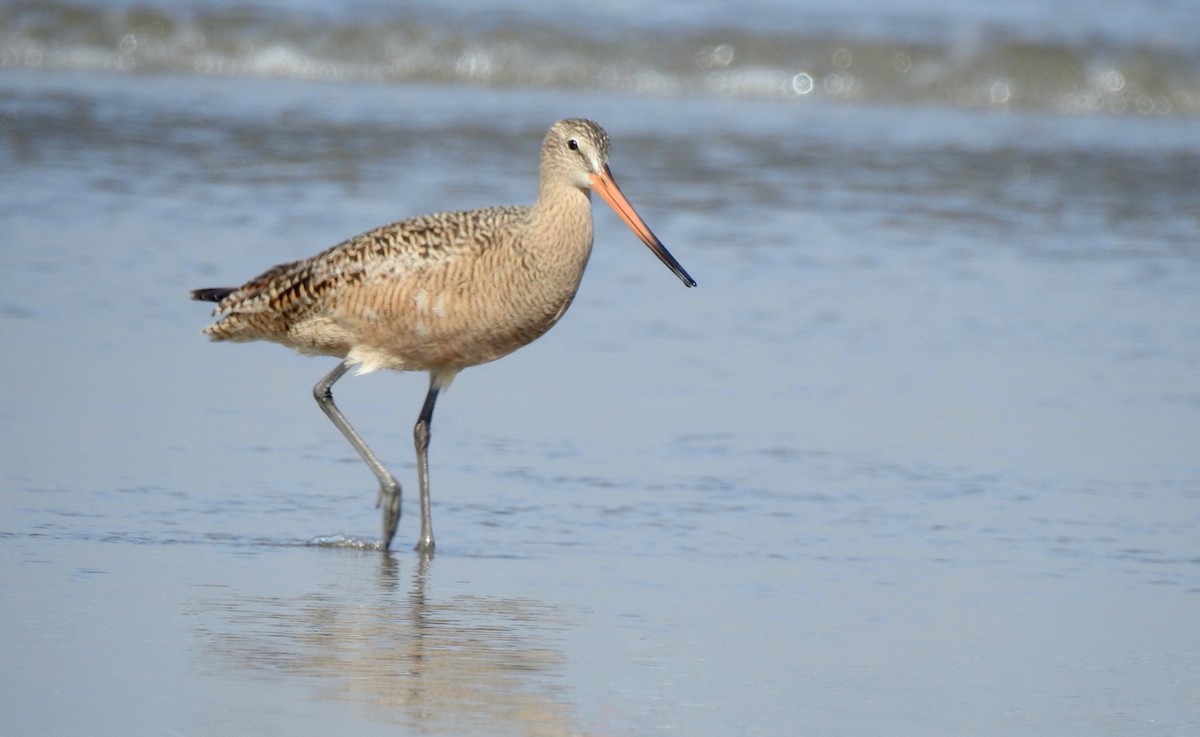 Marbled Godwit - ML156373681