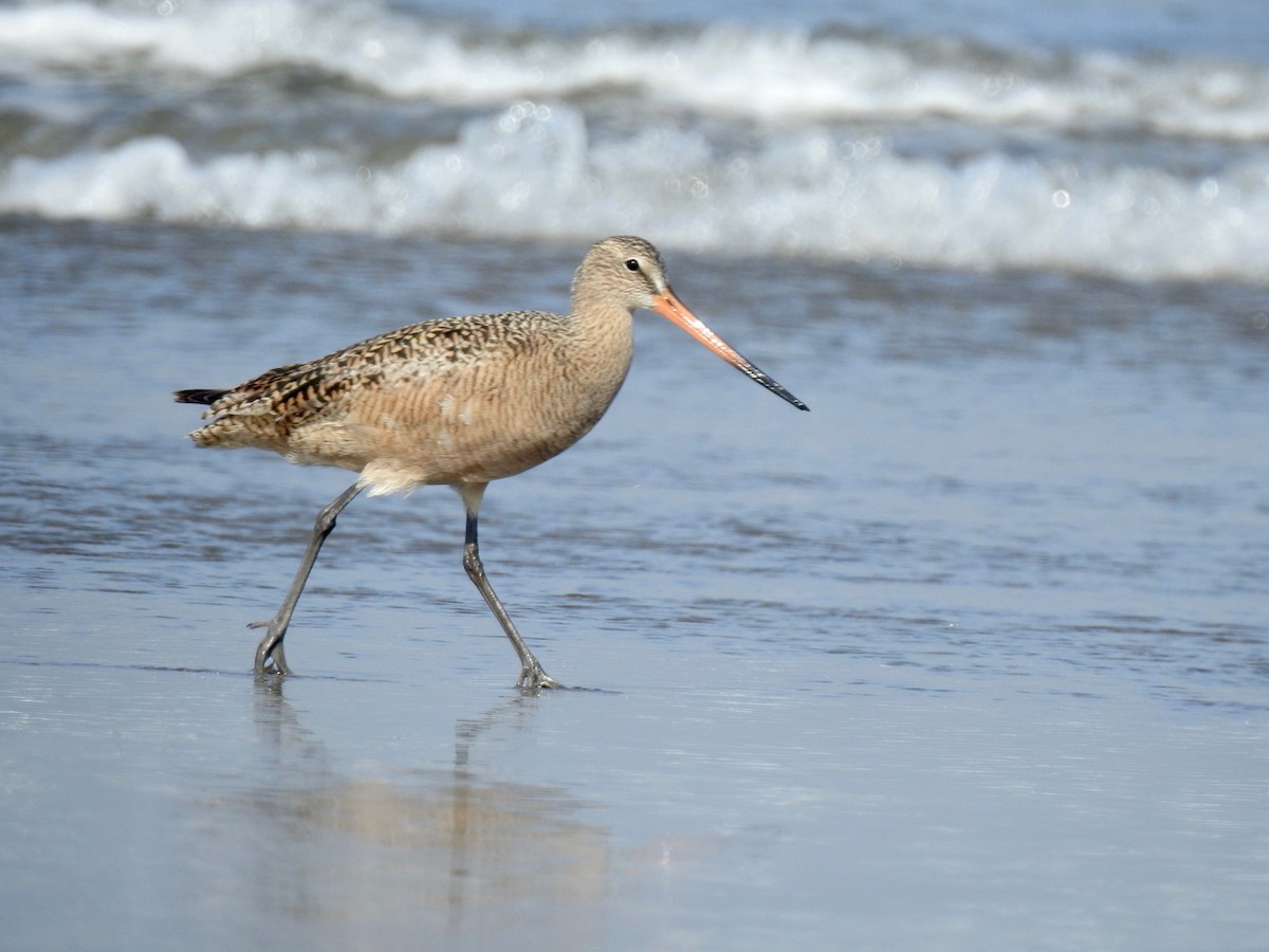 Marbled Godwit - ML156373711