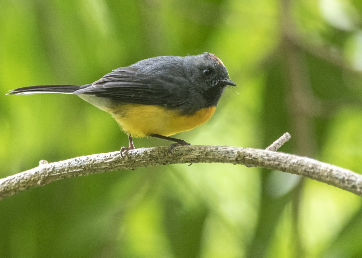 Slate-throated Redstart - ML156374511