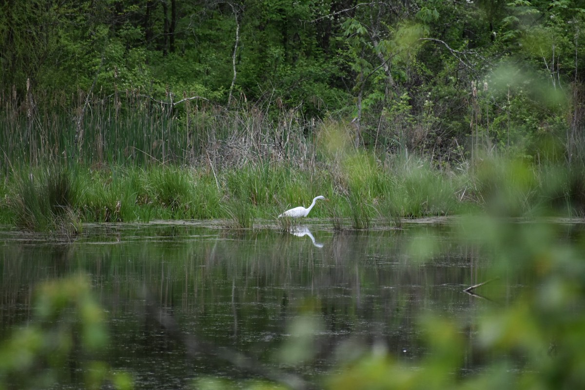 Great Egret - ML156376191