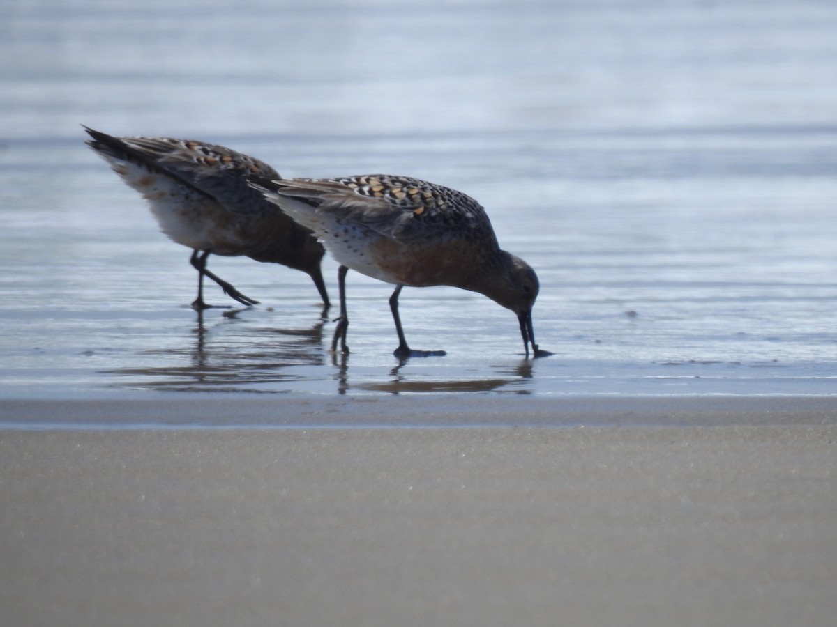 Red Knot - ML156376691