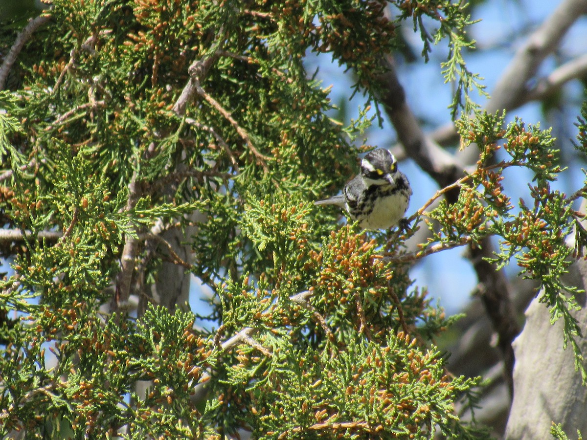 Black-throated Gray Warbler - Ric Olson