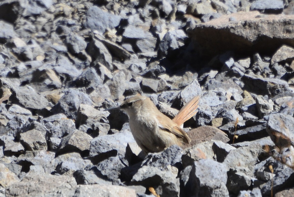Straight-billed Earthcreeper - ML156378811