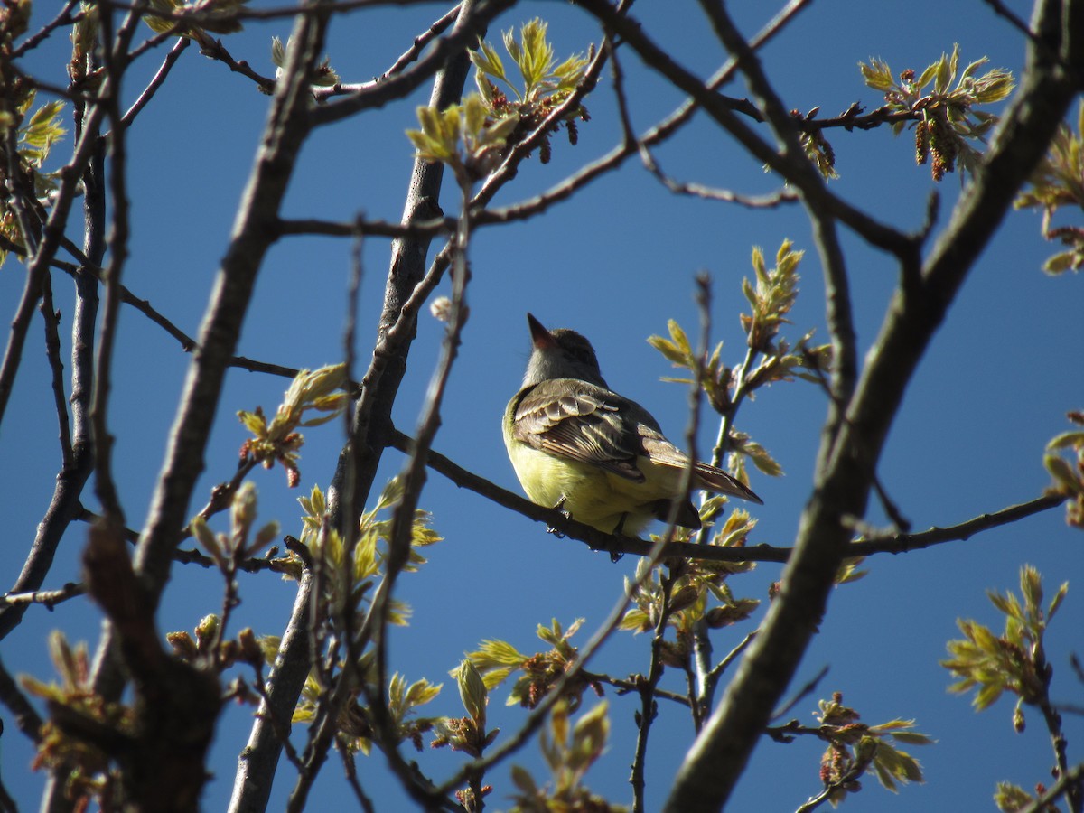 Great Crested Flycatcher - ML156379891