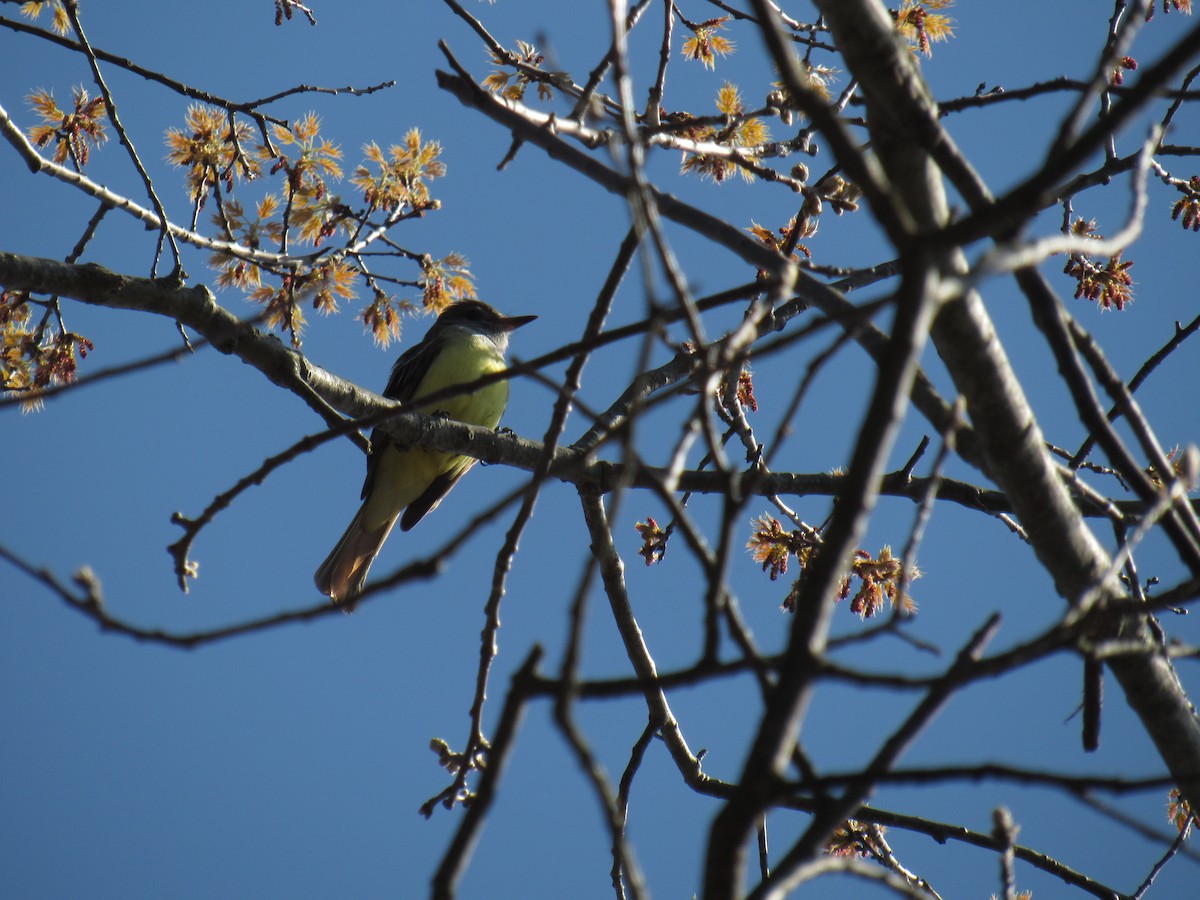 Great Crested Flycatcher - ML156380021