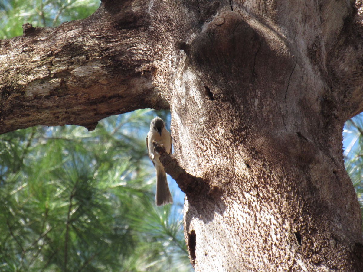 Tufted Titmouse - ML156380211