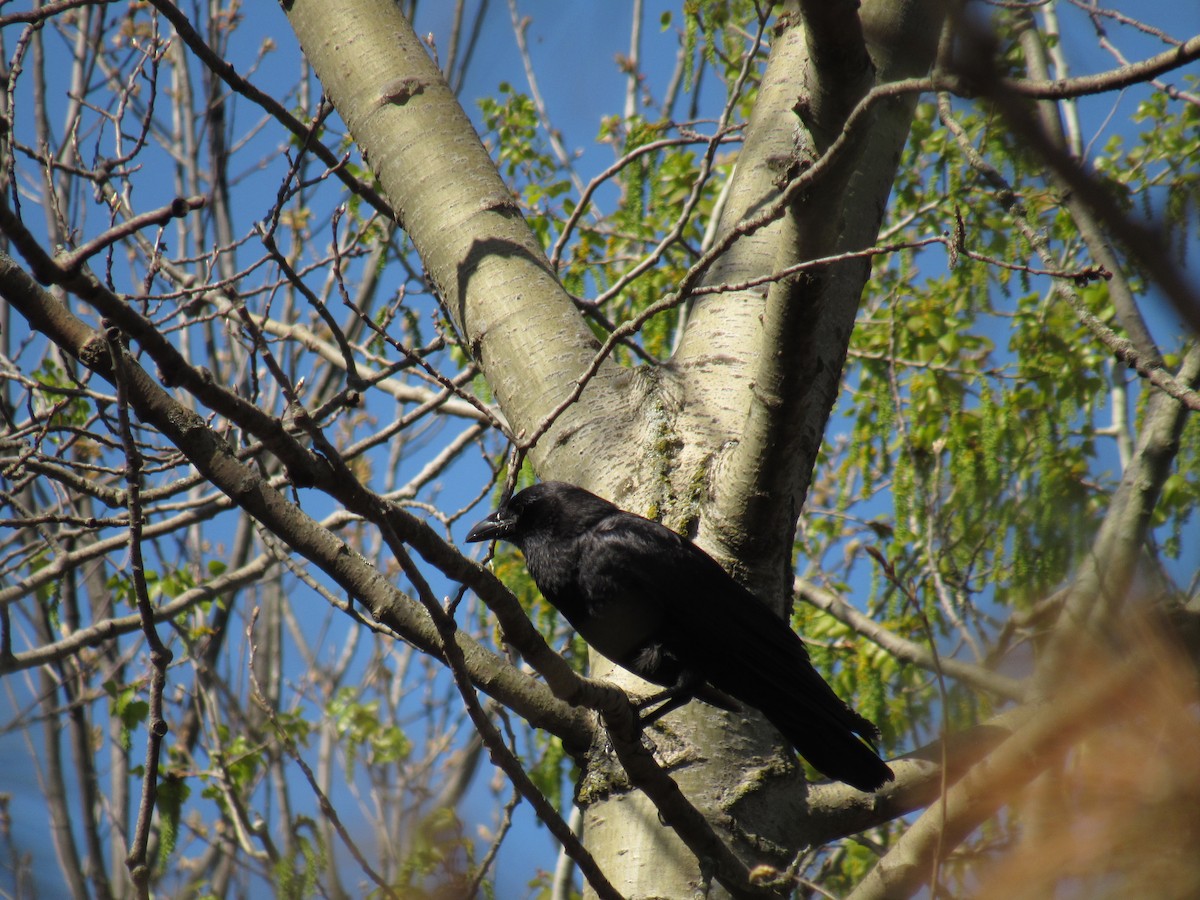 American Crow - ML156380231