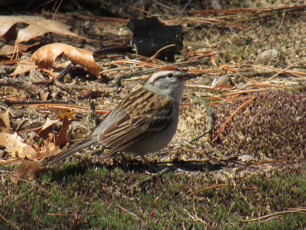 Chipping Sparrow - ML156380261