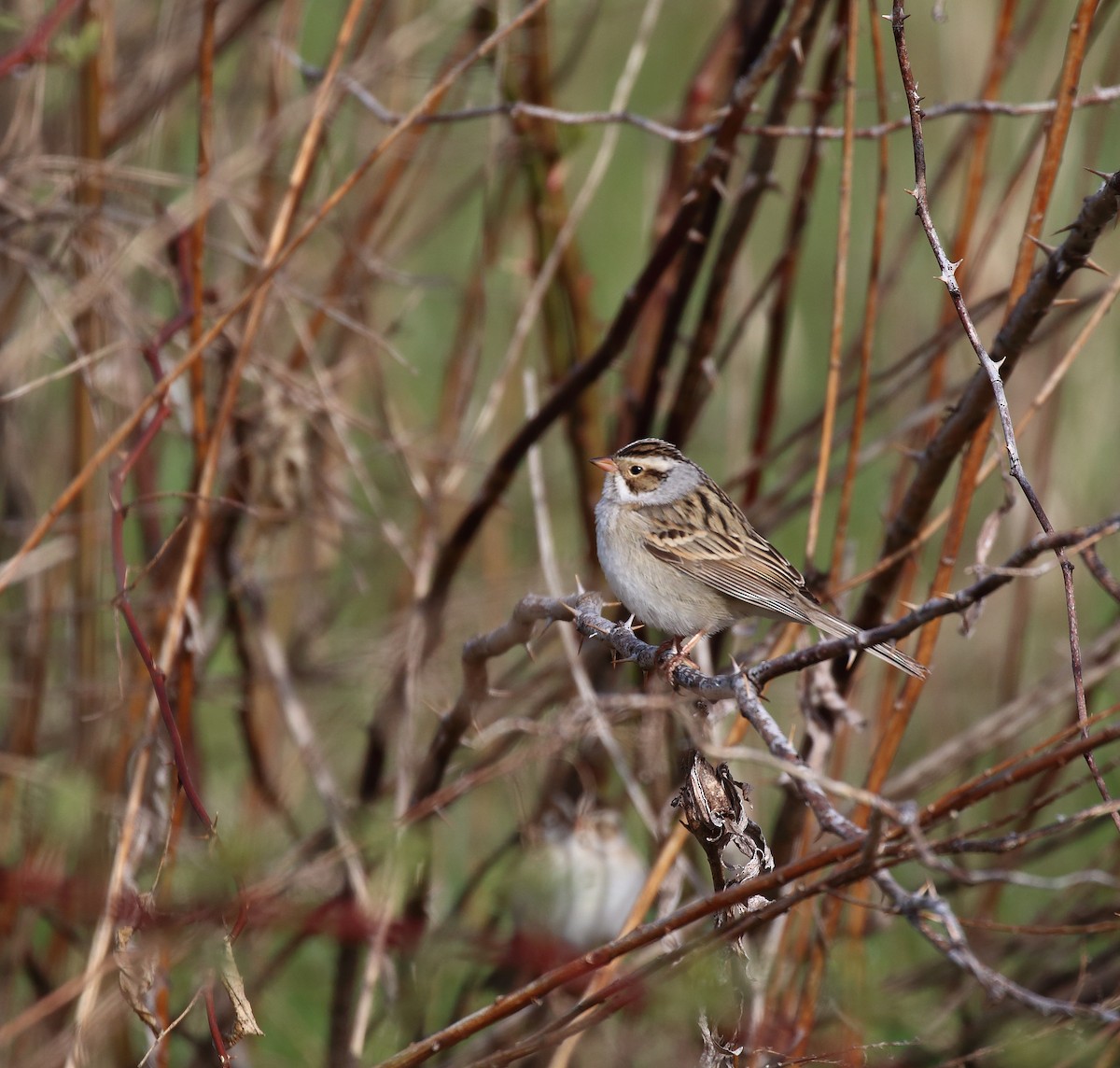 Clay-colored Sparrow - ML156381871