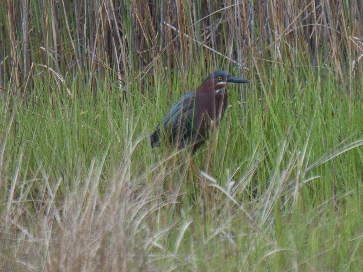 Green Heron - ML156382571