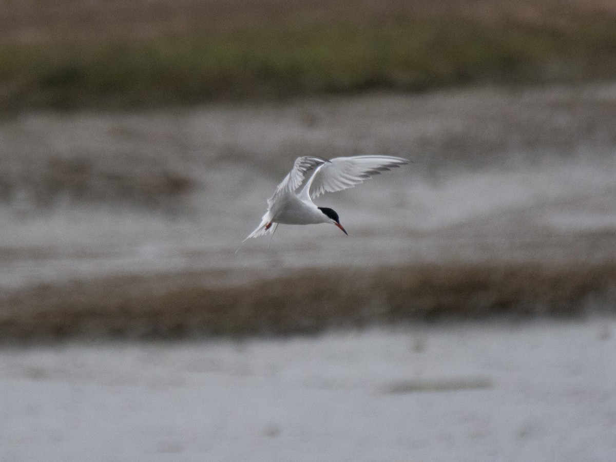 Common Tern - ML156383011