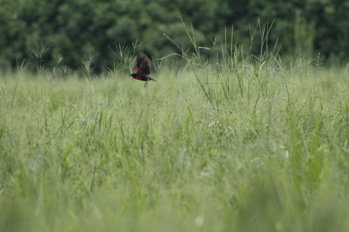 Red-breasted Meadowlark - ML156384921