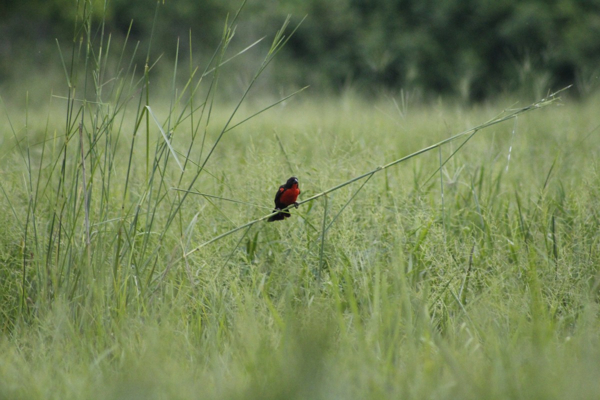 Red-breasted Meadowlark - ML156384931