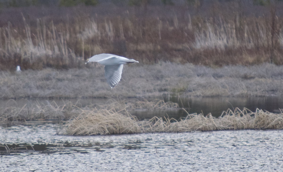 Glaucous-winged Gull - ML156385171