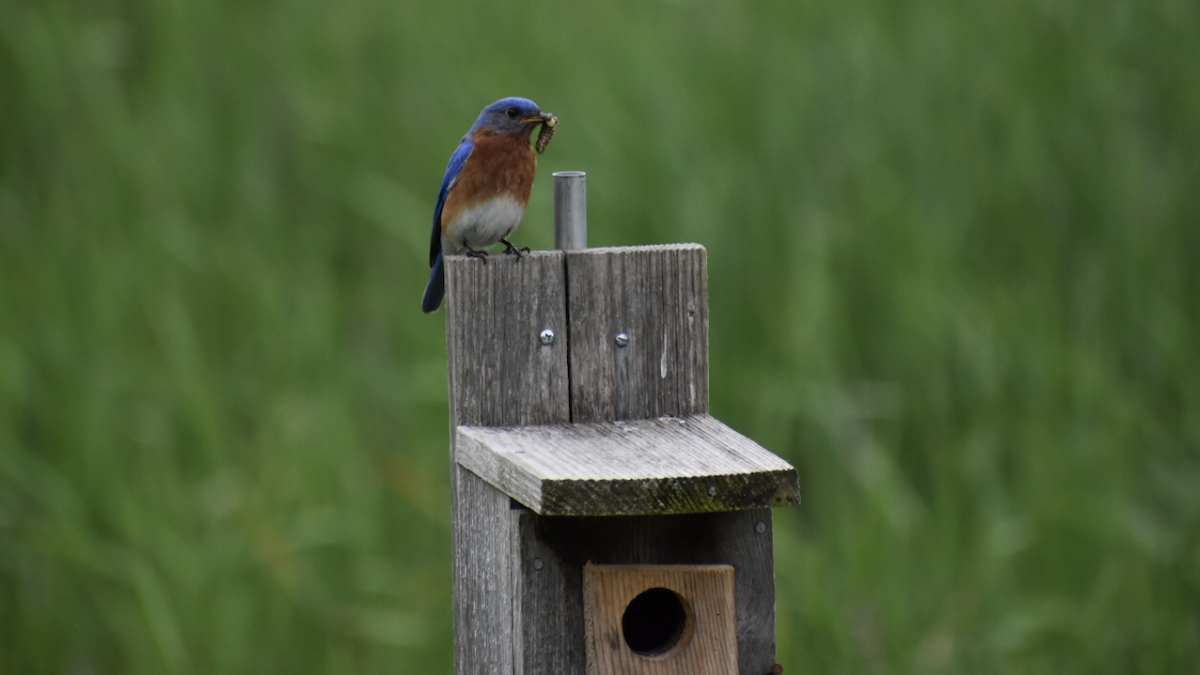 Eastern Bluebird - ML156386361