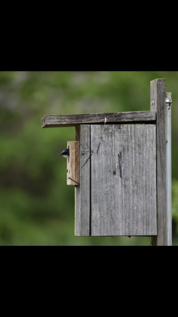Tree Swallow - ML156387521