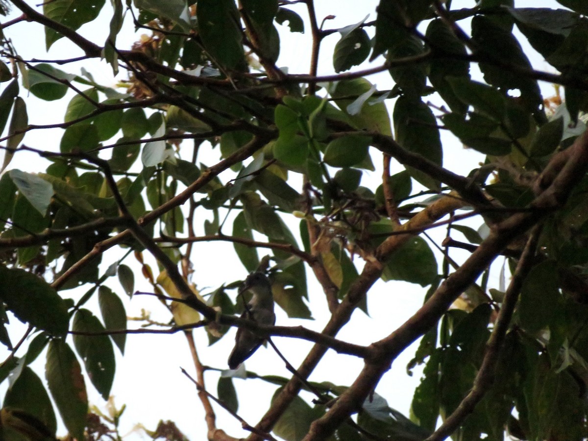 kolibřík pestrý - ML156387771