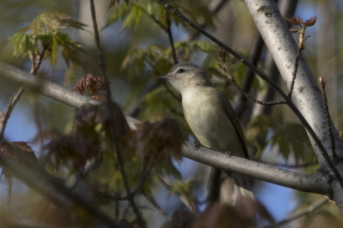 Warbling Vireo - ML156388041