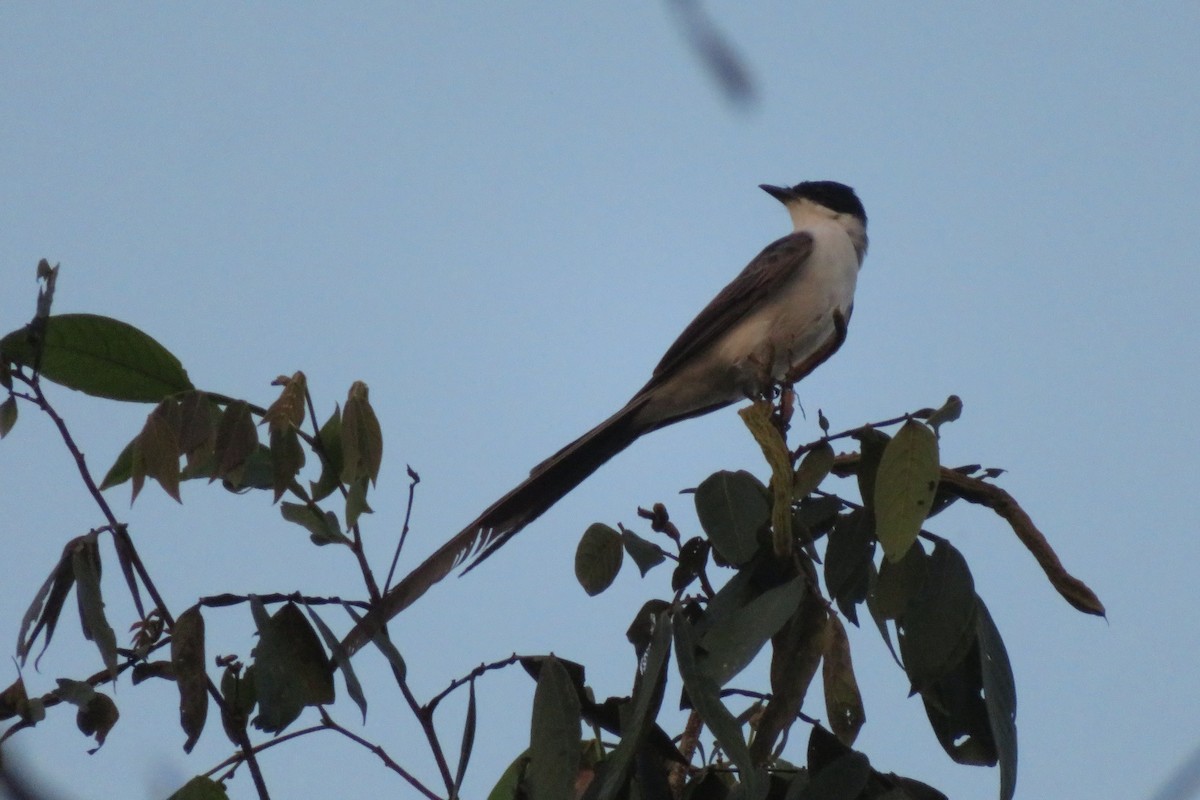 Fork-tailed Flycatcher - ML156388101