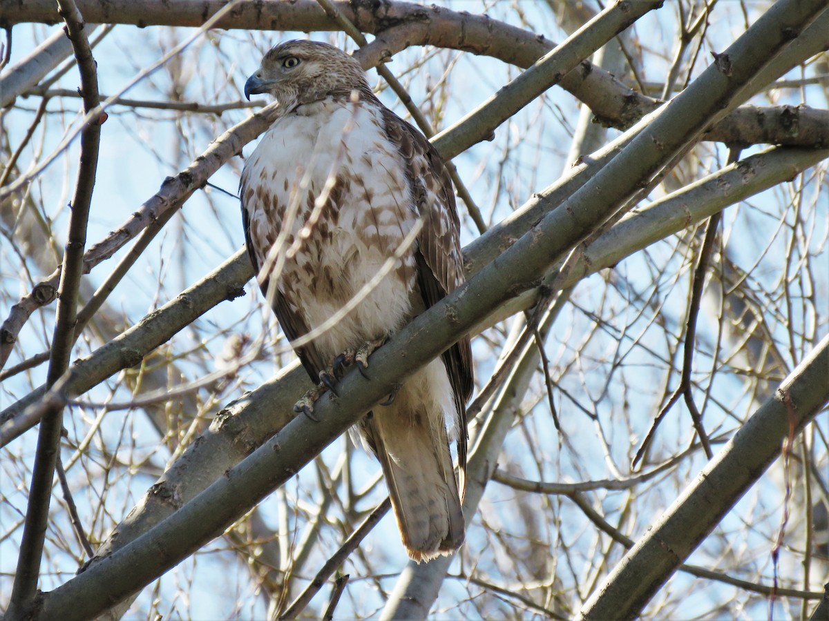 Rotschwanzbussard - ML156388191