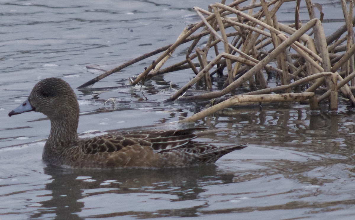 American Wigeon - ML156389331