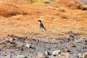 Dark-faced Ground-Tyrant - ML156389971