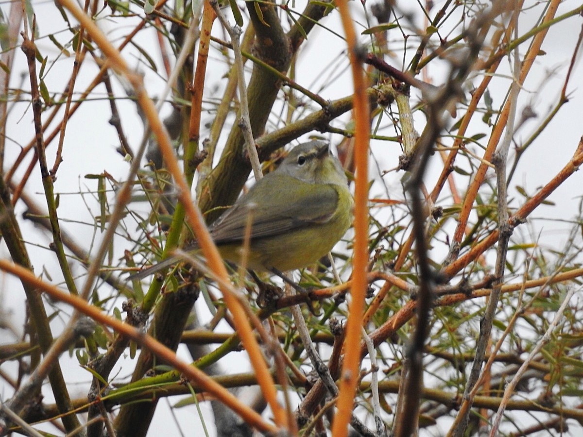 Orange-crowned Warbler (lutescens) - ML156390131