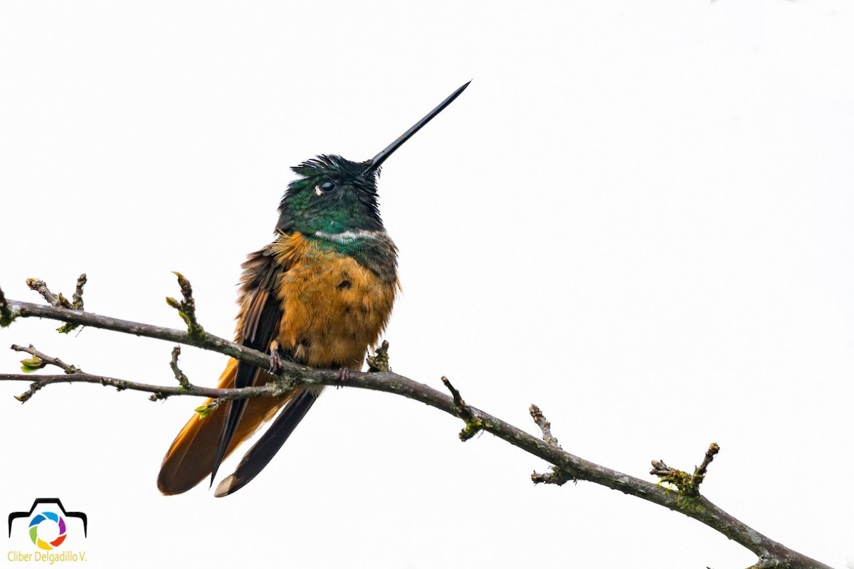 Violet-throated Starfrontlet - ML156390691