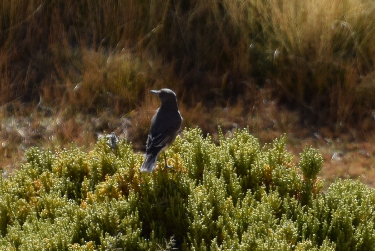 Black-billed Shrike-Tyrant - ML156390791