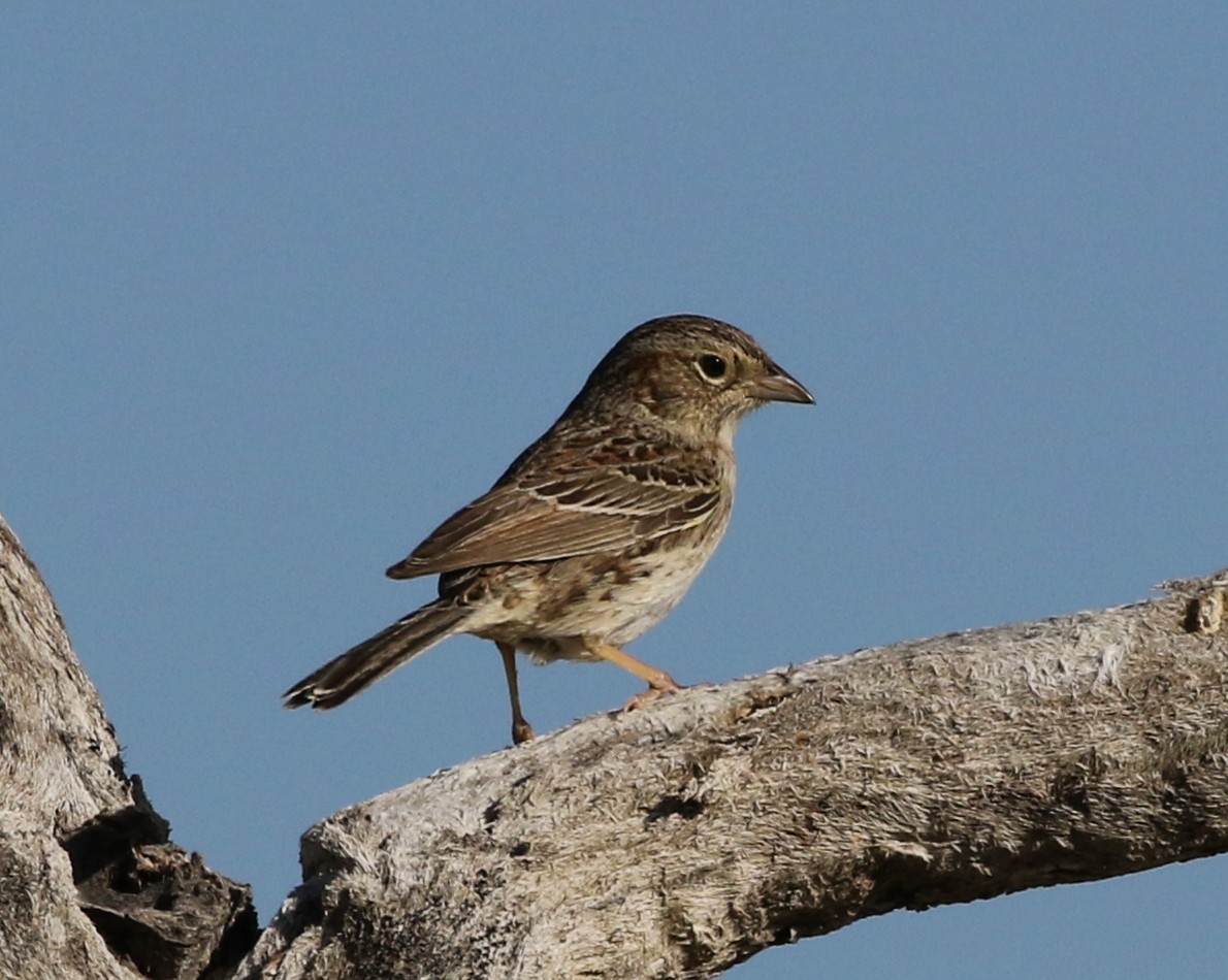 Cassin's Sparrow - Tom Benson