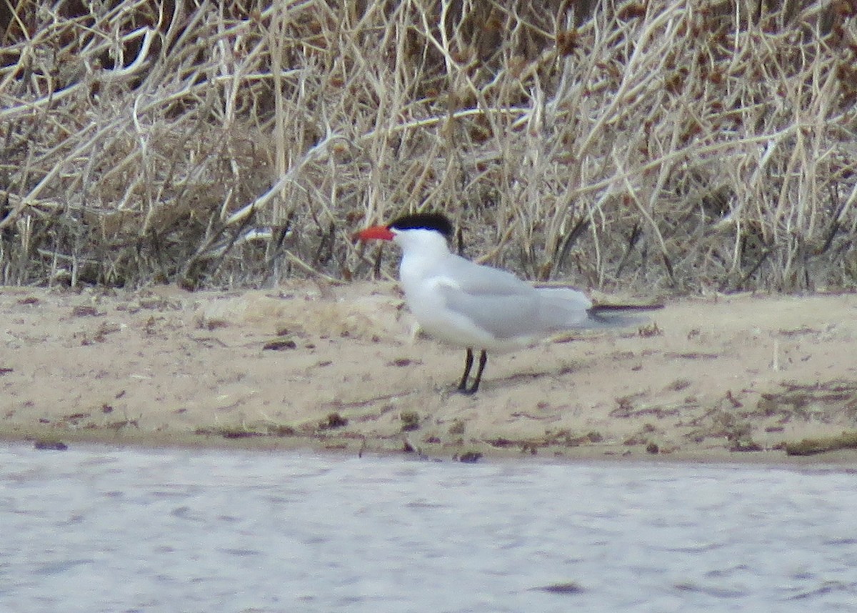 Caspian Tern - ML156391721