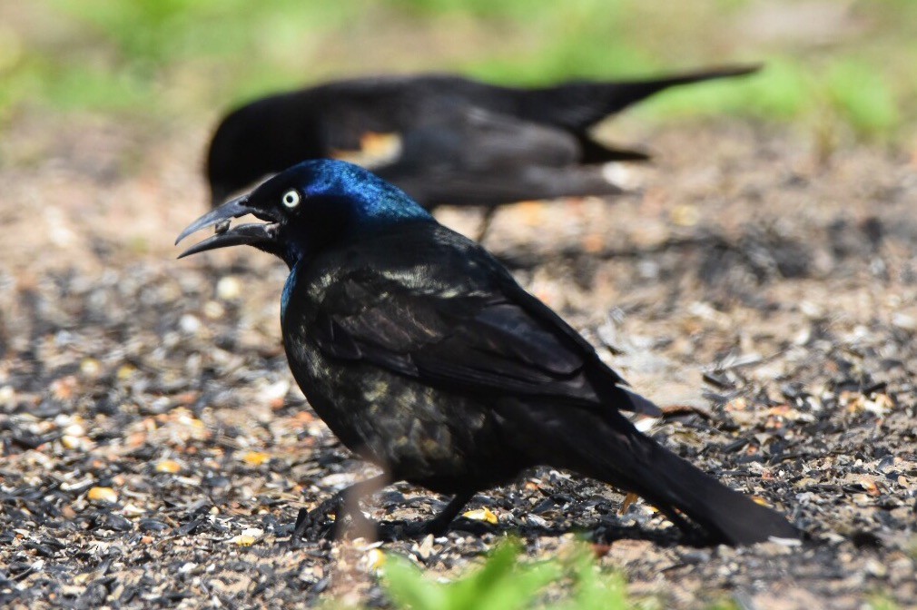 Common Grackle - ML156392021