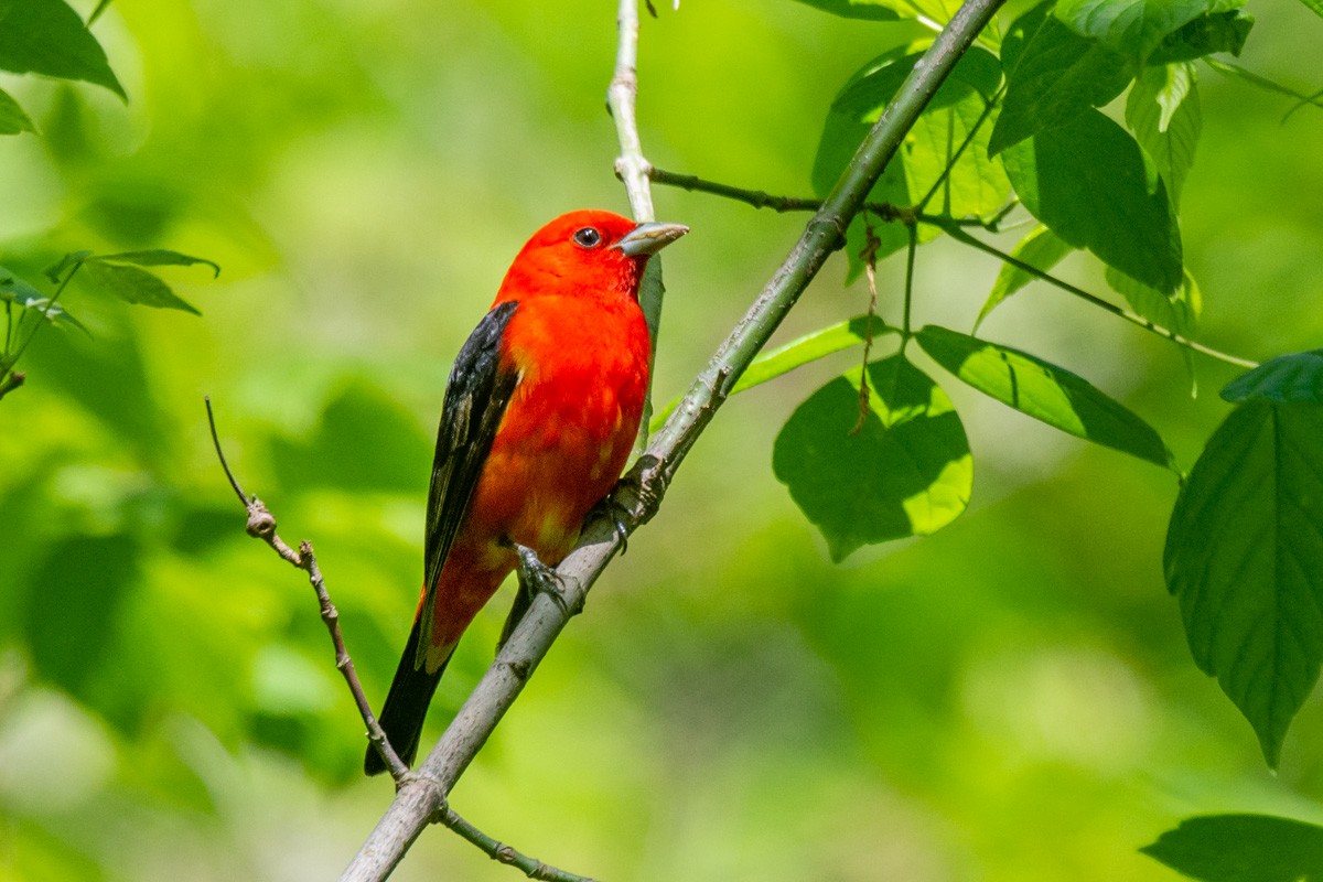 Scarlet Tanager - mark kraus