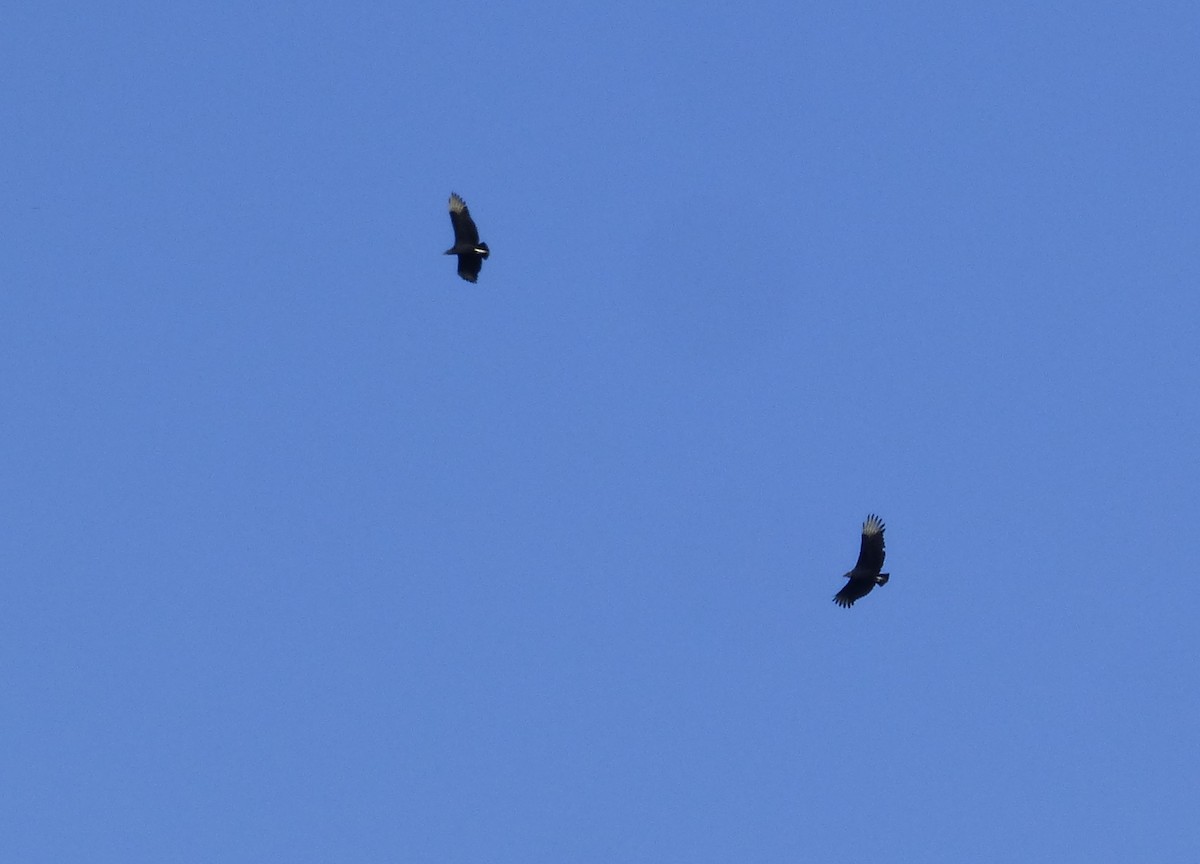 Black Vulture - ML156396591