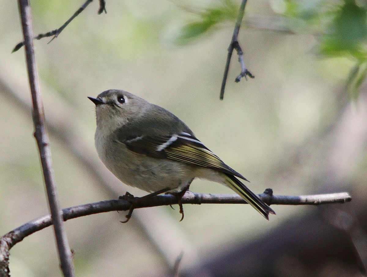 Roitelet à couronne rubis - ML156398311