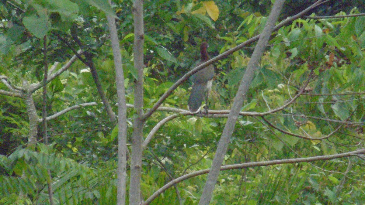 Chestnut-winged Chachalaca - ML156403611