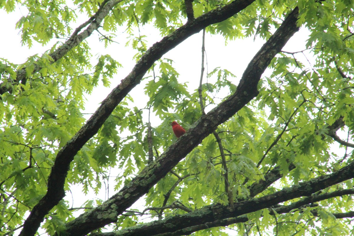 Summer Tanager - Wyatt Flood