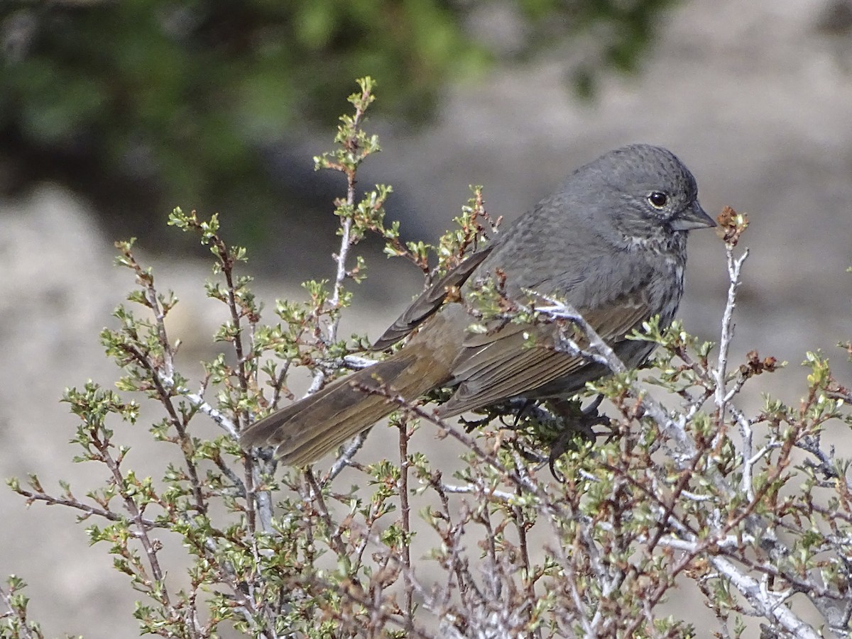 Fox Sparrow - ML156404221