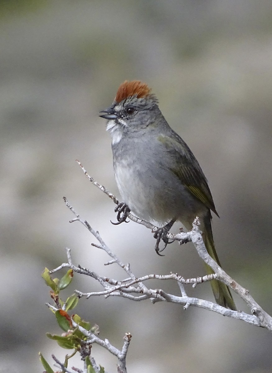 Green-tailed Towhee - ML156404351