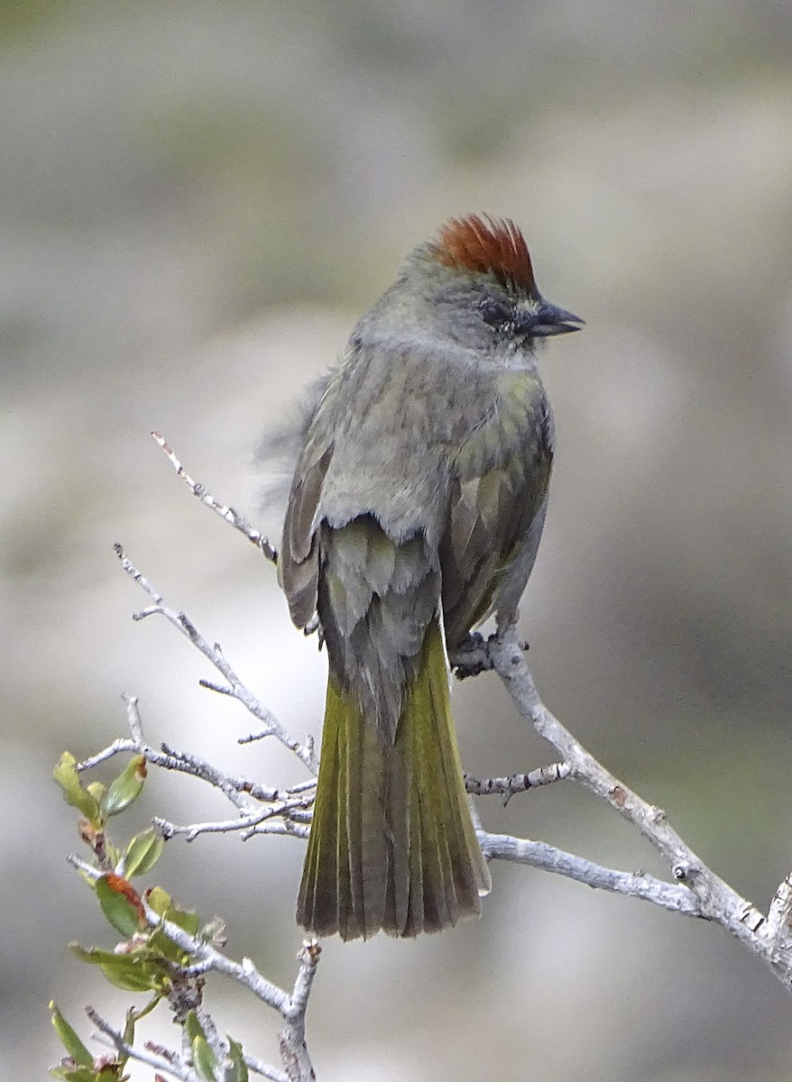 Green-tailed Towhee - ML156404361