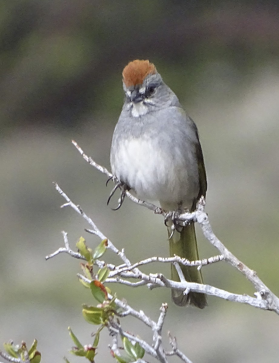 Green-tailed Towhee - ML156404371