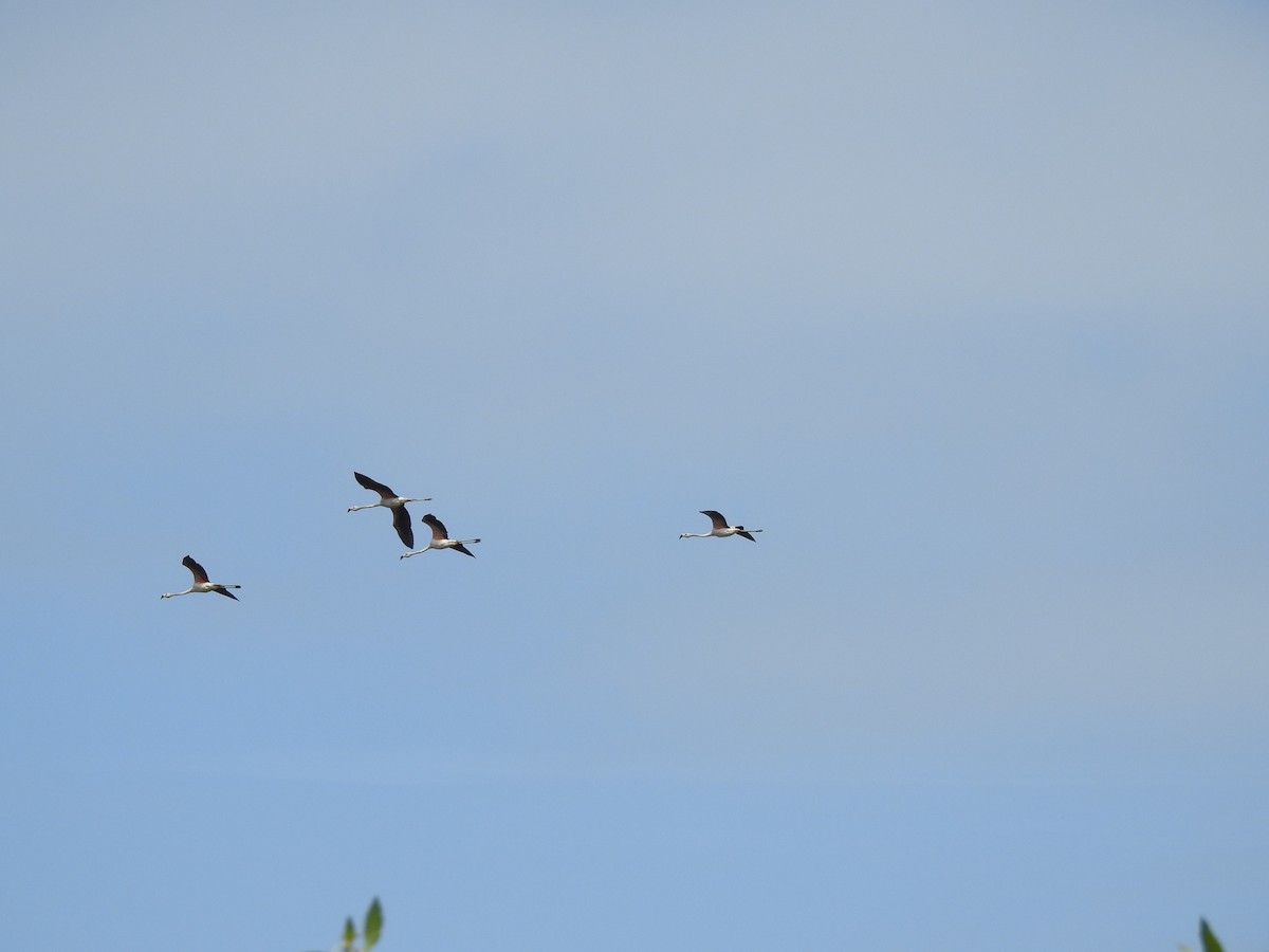 Chilean Flamingo - ML156404851