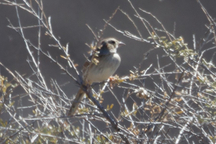 Cassin's Sparrow - ML156404951