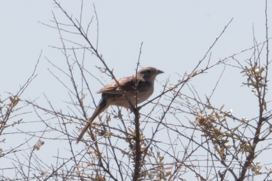 Cassin's Sparrow - ML156404961